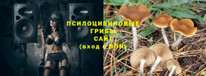 Галлюциногенные грибы Magic Shrooms  Краснокаменск 